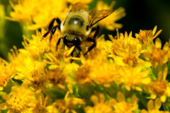 bumblebee_3424_S